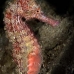 seahorse_thorny_fb_bb_si_v_0585_kom1301.jpg